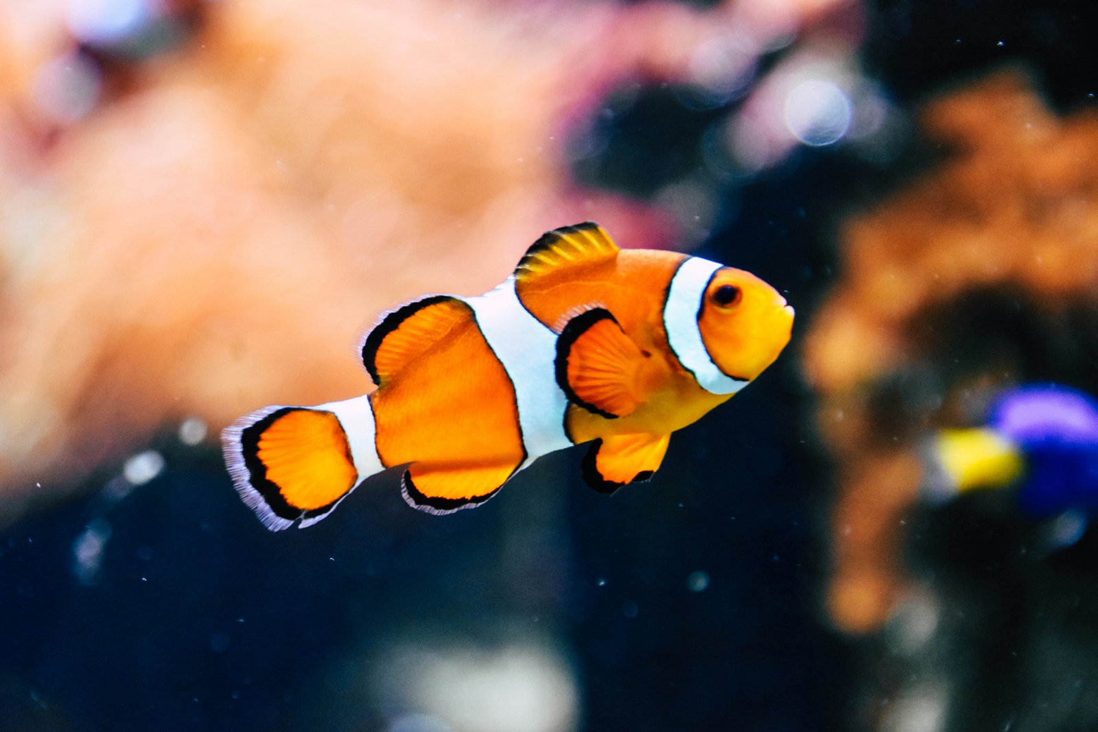 The fish